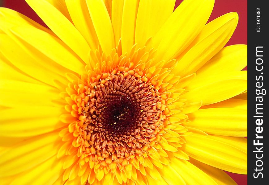 Yellow gerbera daisy close up with a red background