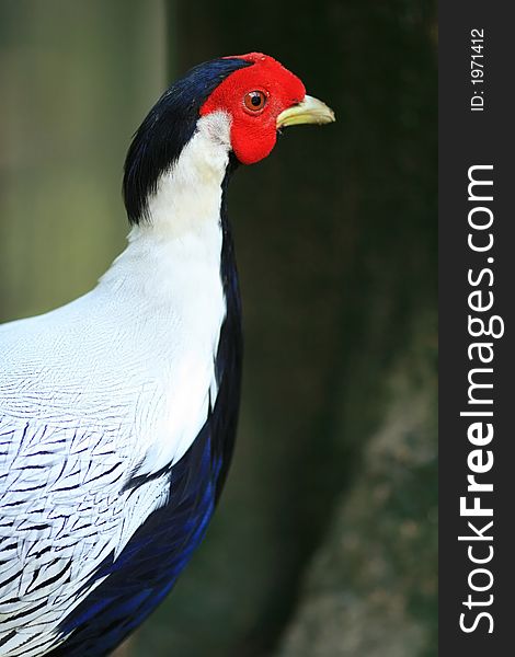 A beautiful big chicken bird found in KL Bird Park