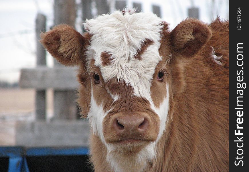 A brockle-faced calf, head and shoulder shot with a partial wooden fence and feed bunk in the background.