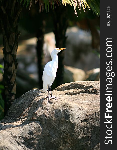 A white bird found in KL Bird Park