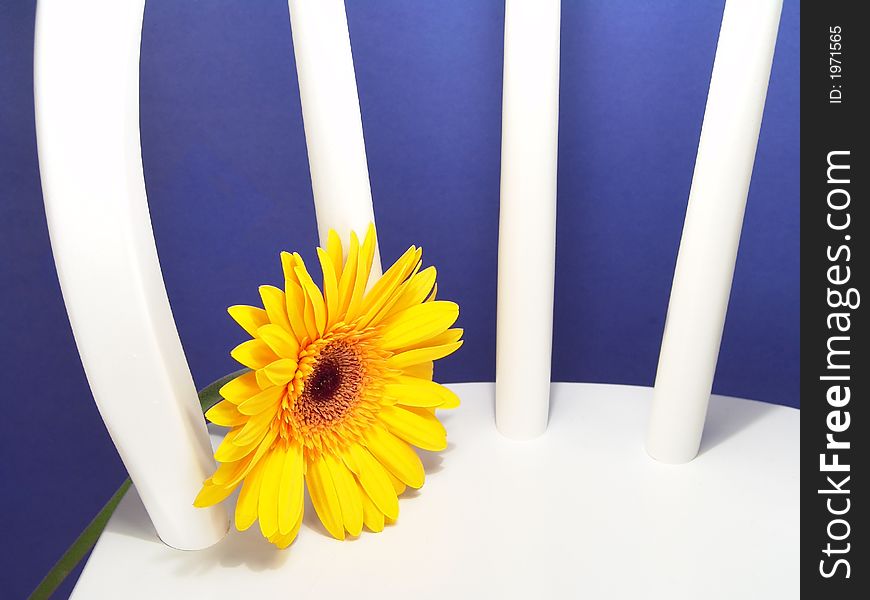 Yellow gerbera daisy on a chair with a blue background