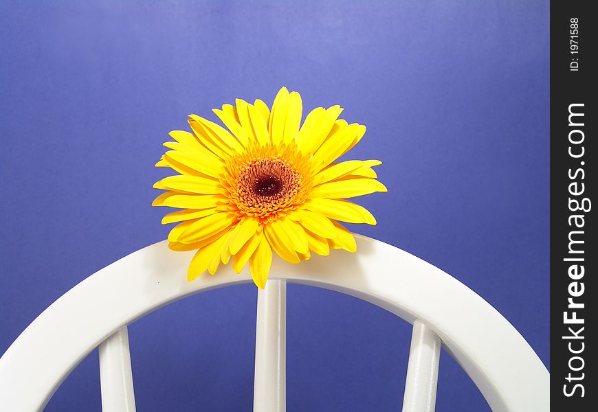 Yellow gerbera daisy on a chair with a blue background