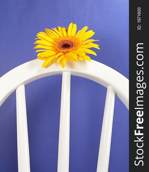 Yellow gerbera daisy on a chair with a blue background