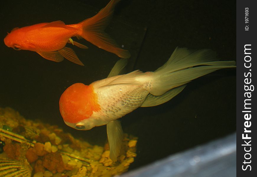 Fishes two friends to float aquarium beautiful