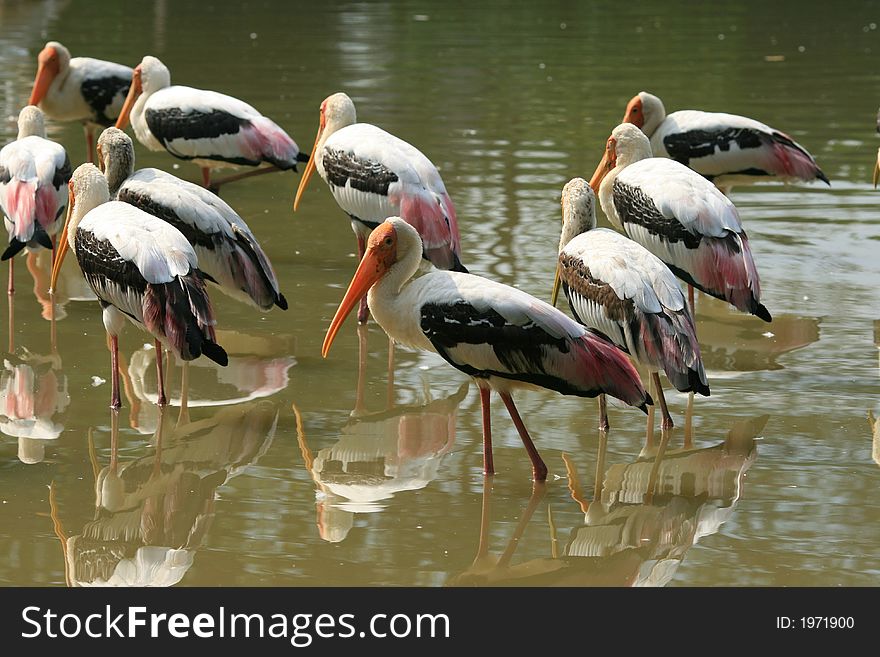 A group of stork found in the zoo. A group of stork found in the zoo