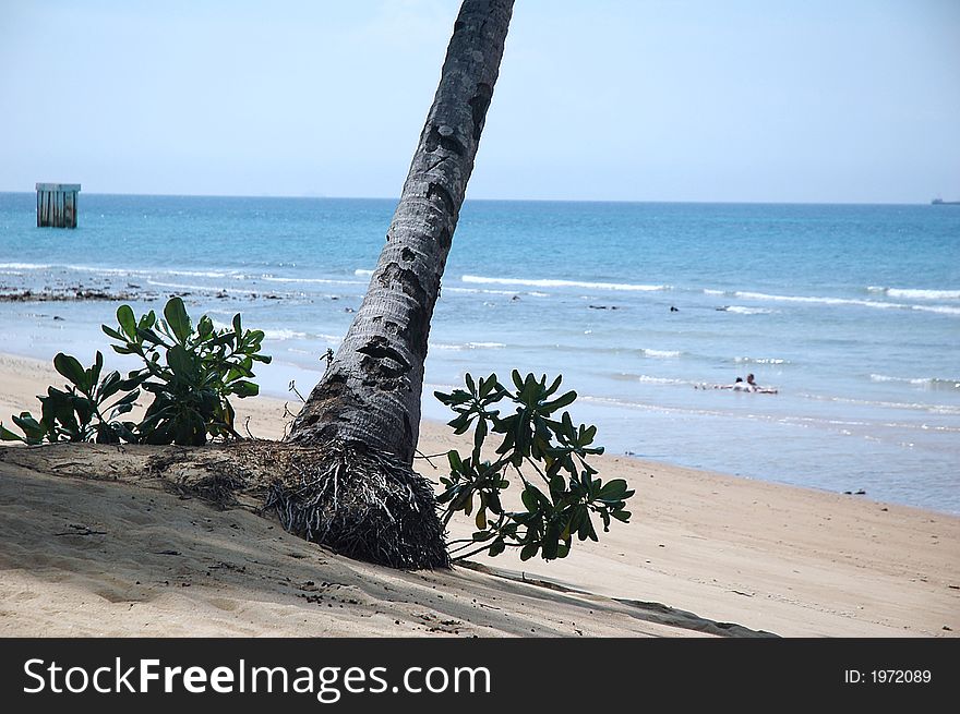 Root of palm tree on sandy tropical beach. Root of palm tree on sandy tropical beach