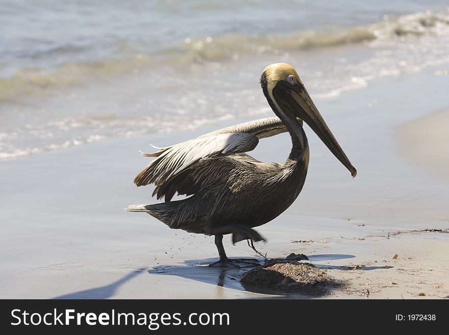 Bird, pelican, wildlife, nature, sea