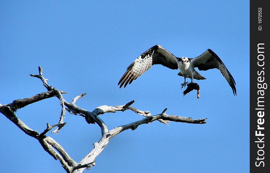 A hawk flying to a old tree with a fish in its claws. A hawk flying to a old tree with a fish in its claws