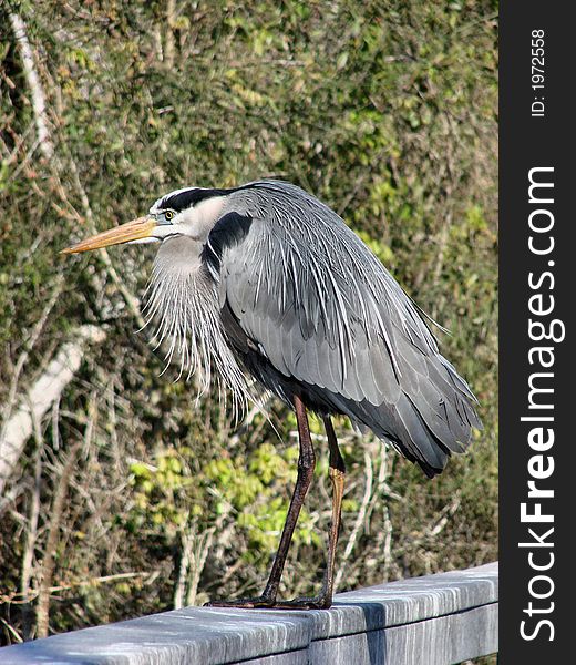 This is a great blue heron. I photographed him at boyd hill nature preserve n st.petersburg florida