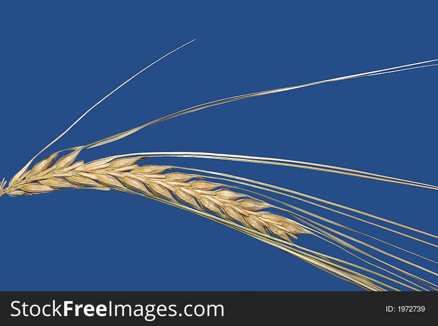 A macro photo of wheat. A macro photo of wheat