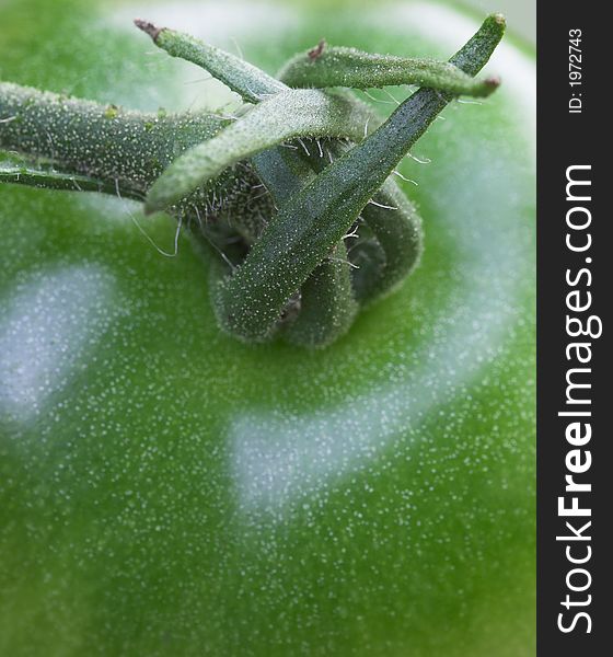 A macro photo of a green tomato (very detailed and natural sharp). A macro photo of a green tomato (very detailed and natural sharp)