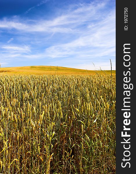 Field of wheat (very sharp, Tilt/Shift lens). Useful as background. Field of wheat (very sharp, Tilt/Shift lens). Useful as background