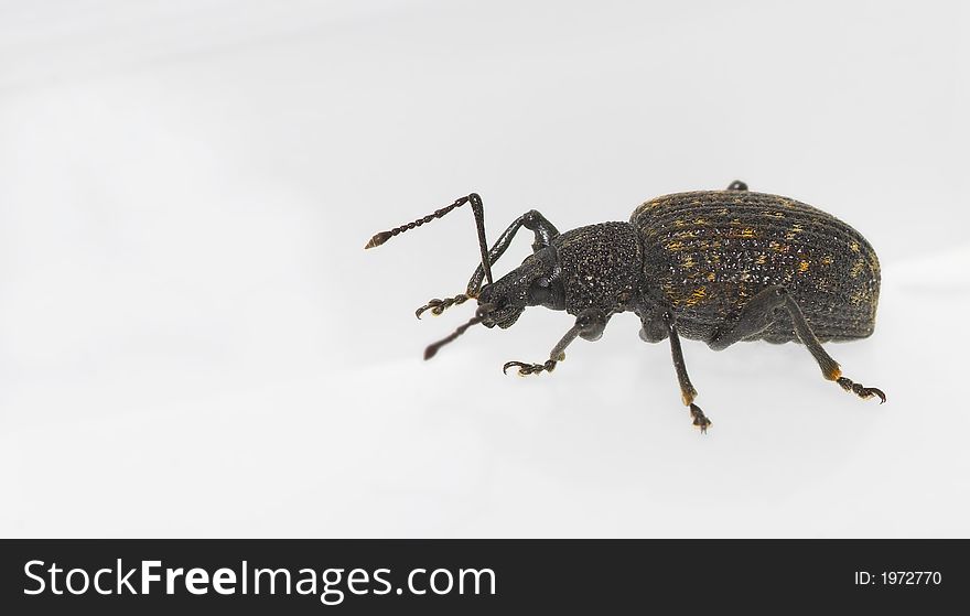 Iron Beetle - Insect