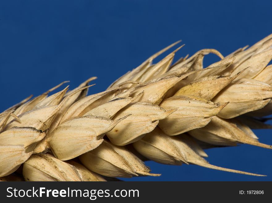 A macro photo of wheat. A macro photo of wheat