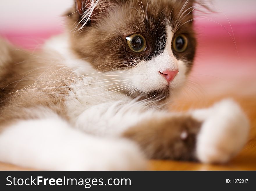 Kitten - Free Stock Images & Photos - 1972817 | StockFreeImages.com