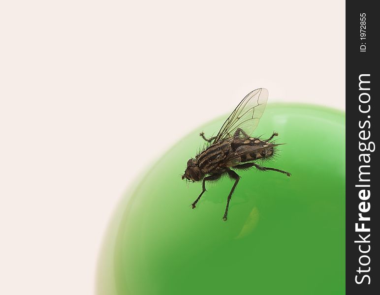 Macro photo of fly on a green ball of glass