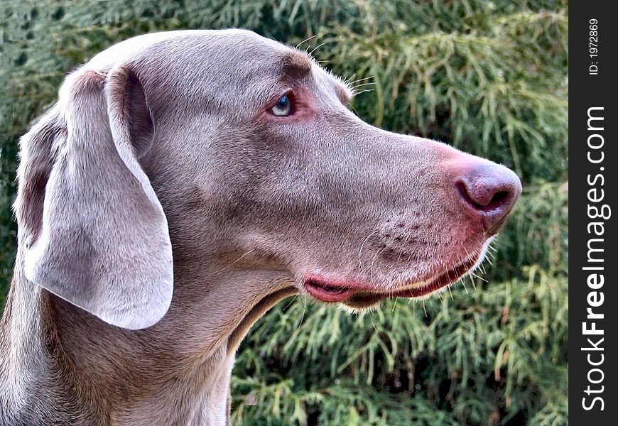 Profile of a Weimaraner hunting dog. Profile of a Weimaraner hunting dog