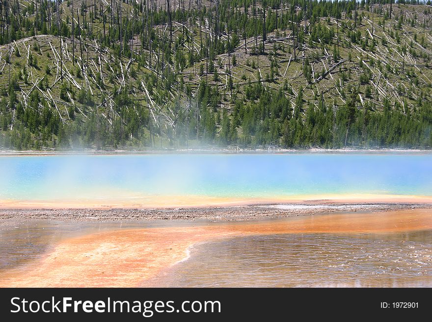 Mineral pool in yellowstone park with regenerating forest in back ground due to forest fire