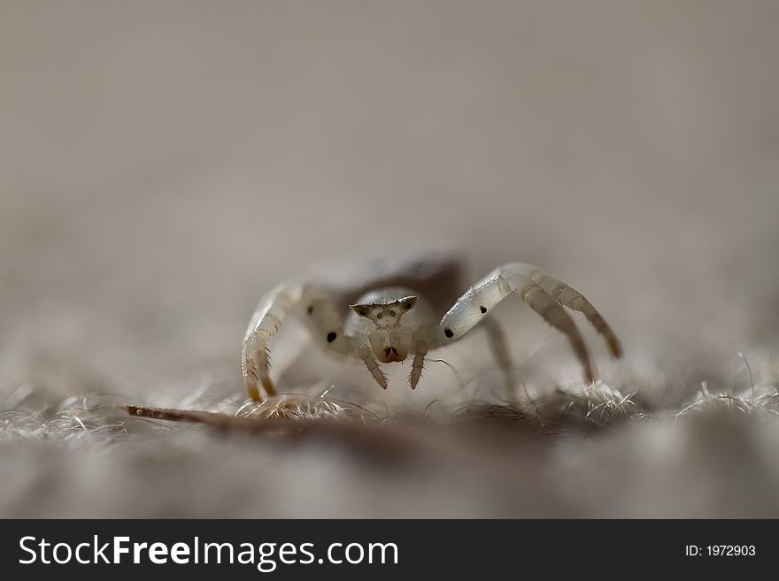 Macro shot of jumping spider with ultra shallow depth of field