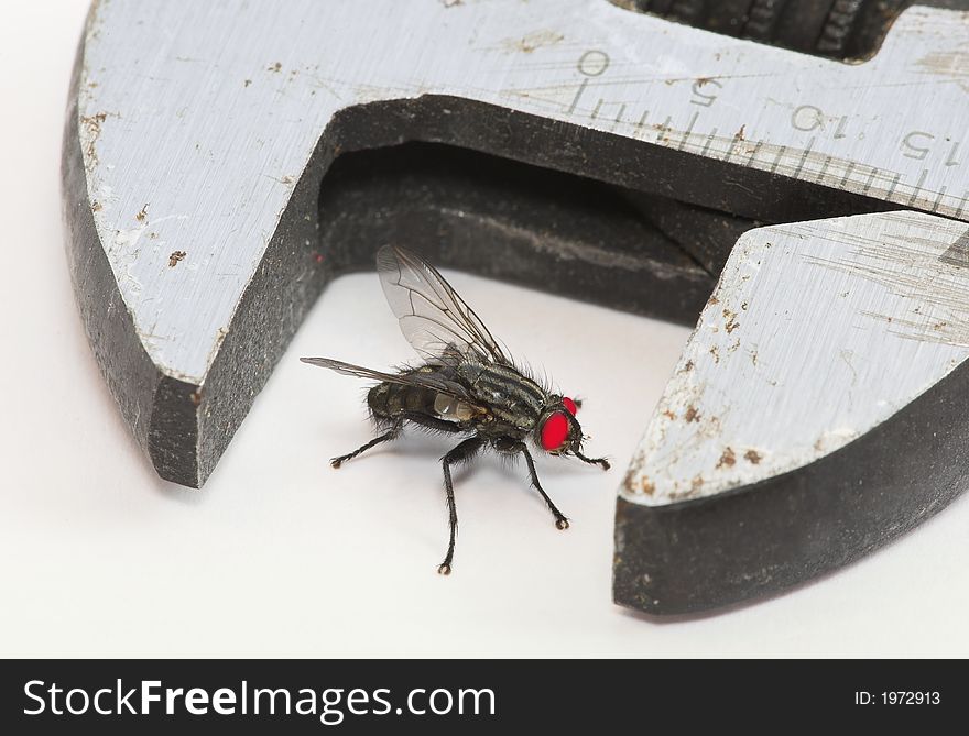 Red eyed fly in serious trouble. Symbolic value. Red eyed fly in serious trouble. Symbolic value.
