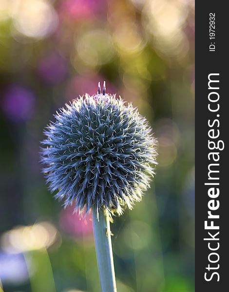 A beautiful round ball flower in Danish garden. A beautiful round ball flower in Danish garden