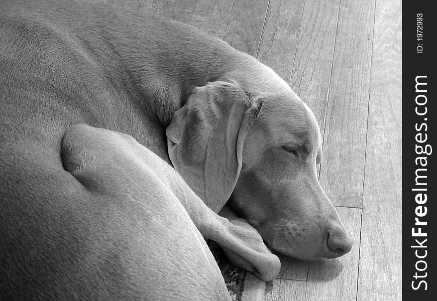 Weimaraner dog sleeping on hard wood floors shot in black and white. Weimaraner dog sleeping on hard wood floors shot in black and white