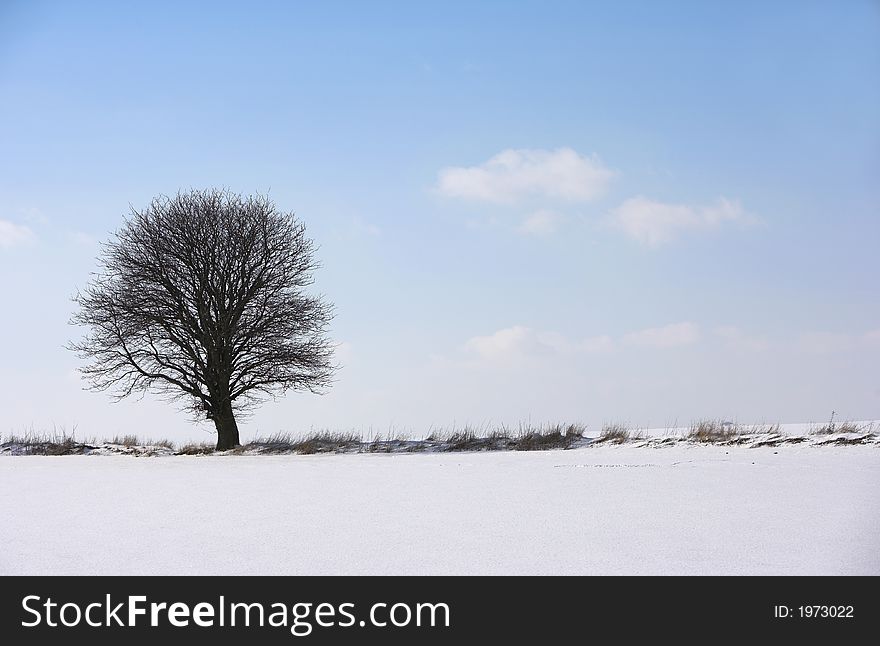 A photo of a lonely tree in wintertime. A photo of a lonely tree in wintertime