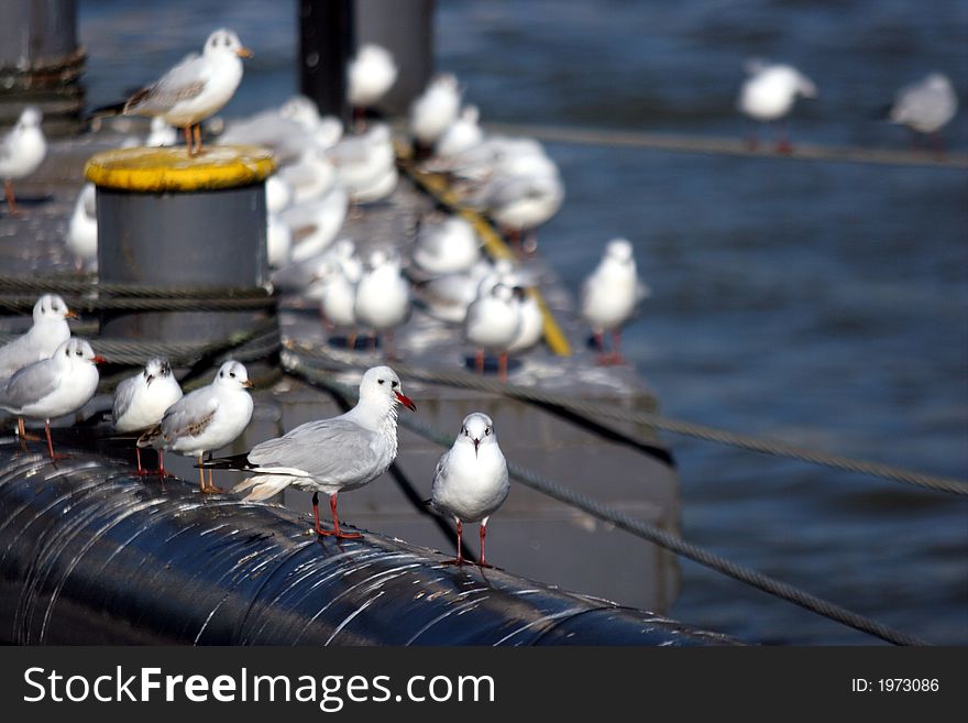 Gulls on a pier#2