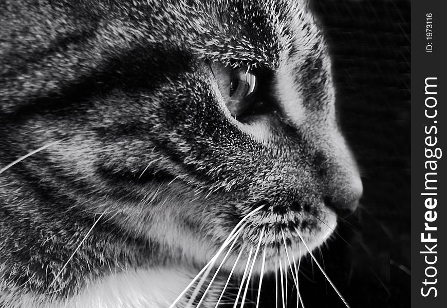 Black and white profile of a tabby cat. Black and white profile of a tabby cat