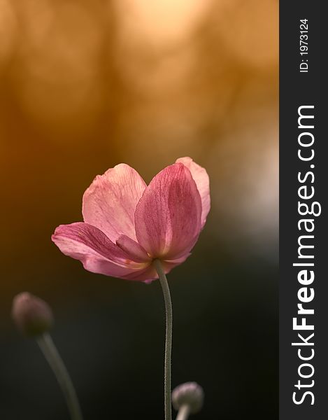 A telephoto of a lonely red flowe with blurred background. A telephoto of a lonely red flowe with blurred background