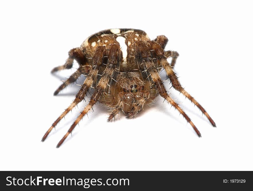 Macro photo of a garden spider