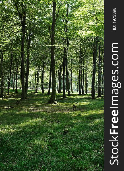 A photo of early morning sun in the forest in summertime. A photo of early morning sun in the forest in summertime