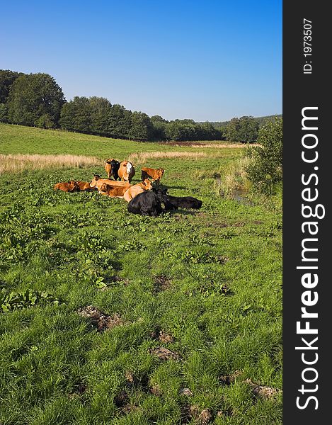 A landscape photo of sleepy cows on a green field