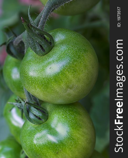 Very sharp photo of green tomato