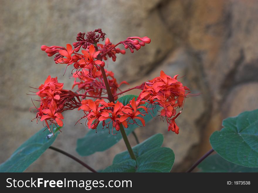 A telephoto of a lonely red flowe with blurred background. A telephoto of a lonely red flowe with blurred background