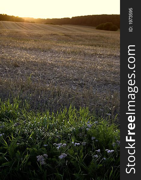 A landscape photo with lot of DOF - late sunset after harvest. A landscape photo with lot of DOF - late sunset after harvest.