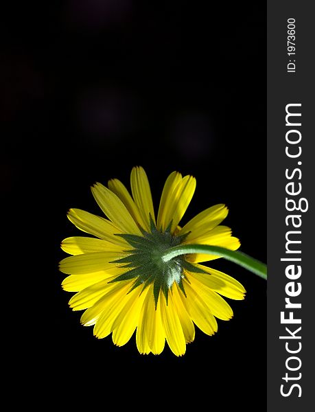 A close up photo of a yellow garden flower. A close up photo of a yellow garden flower