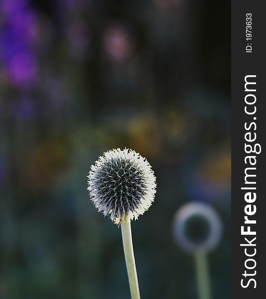 Close-up photo af Round Flower in Danish garden