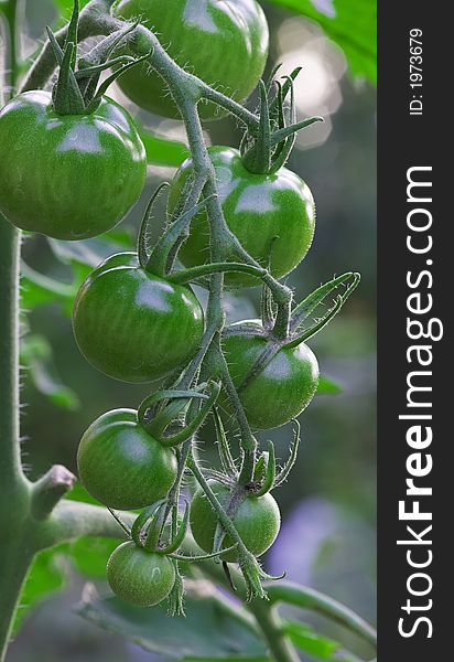 A close-up photo of fresh green tomatoes (useful as background)