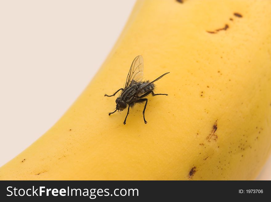 Hungry Fly And Banana