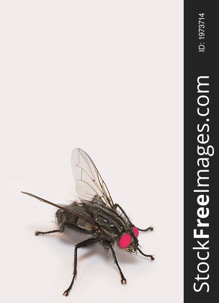 Macro of fly - with space for text. Macro of fly - with space for text