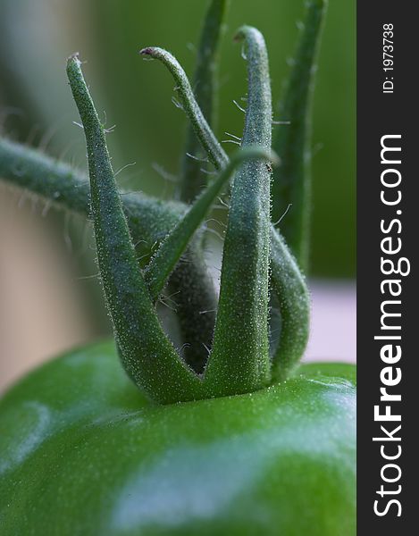 A macro photo of a green tomato (very detailed)