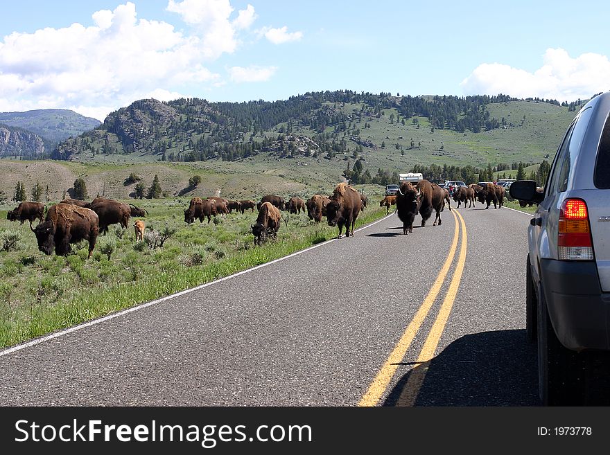 Bison on Road in Yellowstone National Park