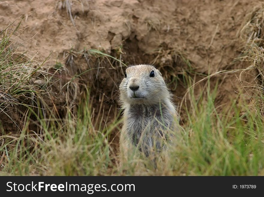 Prairie Dog in Wyoming peeking out of hole