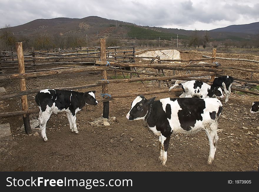 Young cows in a small farm. Young cows in a small farm