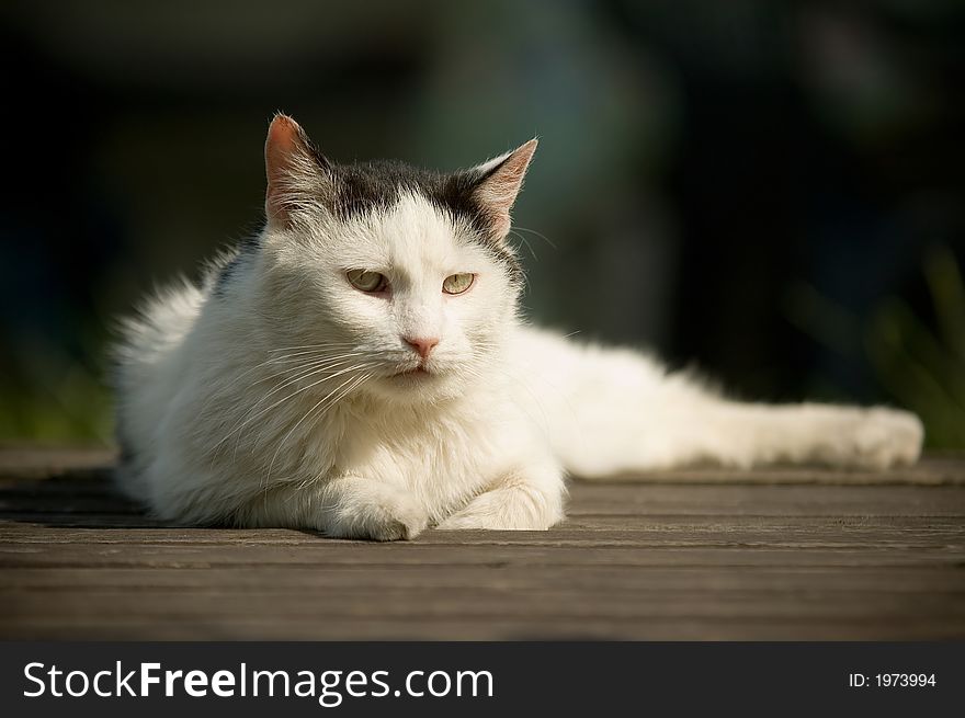 Beauty cat in nature scene.