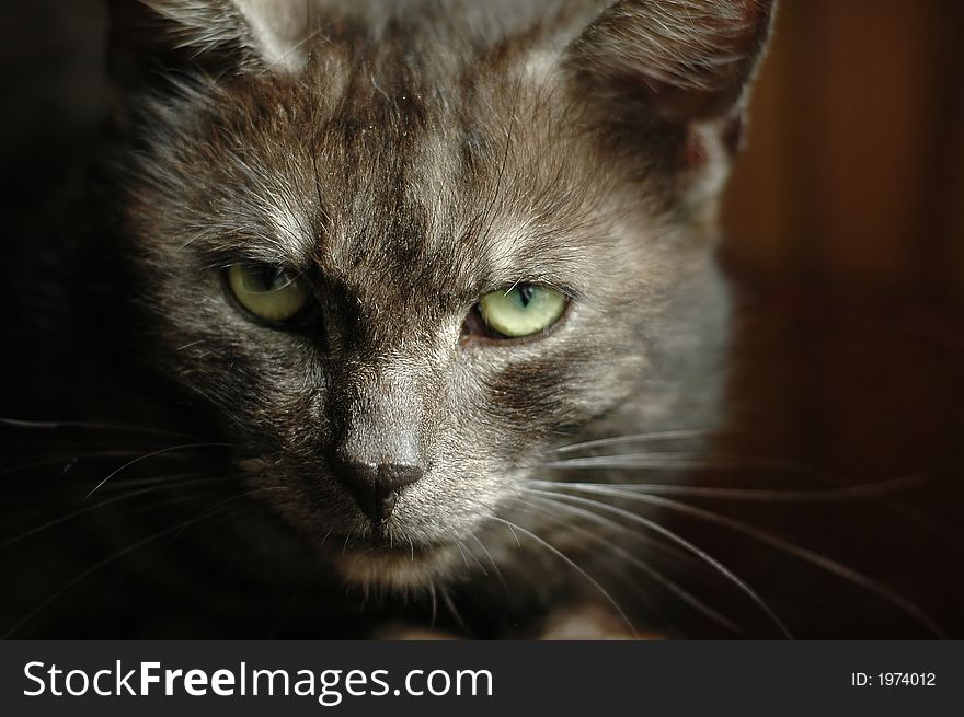 Beauty cat in nature scene.