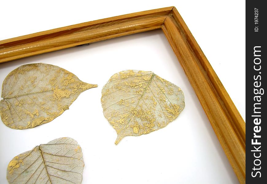 Beautiful leaves in a wooden framework on a white background. Beautiful leaves in a wooden framework on a white background