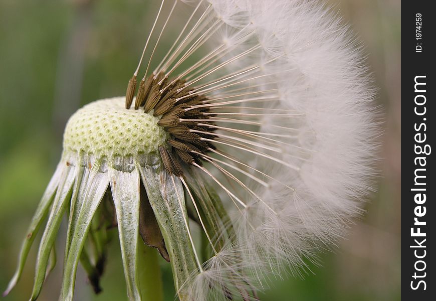 Dandelion macro photo ,ripe,last stage of development ,seeds exposed,ready to be taken by wind. Dandelion macro photo ,ripe,last stage of development ,seeds exposed,ready to be taken by wind