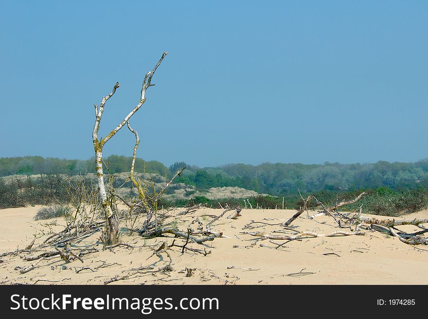 Death tree in the dunes